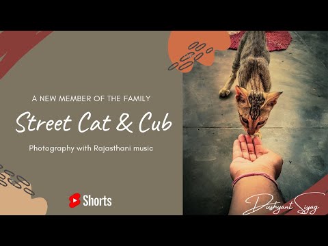 Cat #photography | Apna #rajasthan | rajasthani song | #catcub dushyant siyag #Shorts