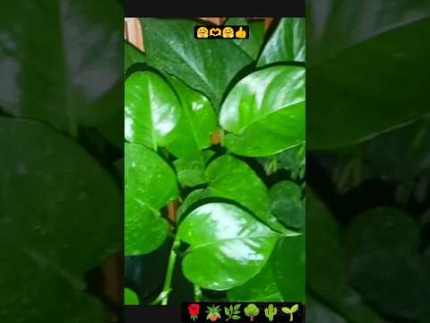 # #plants #gardening #garden #nature