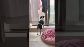 お外が大好きです🐶♫#shorts 　　　　　　　　　　　　　　　　　　　　　　　　　　　"I love the outdoors 🐶♫"