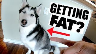 WHY MY HUSKY IS GAINING SO MUCH WEIGHT!