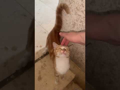 فخ بني قطوس