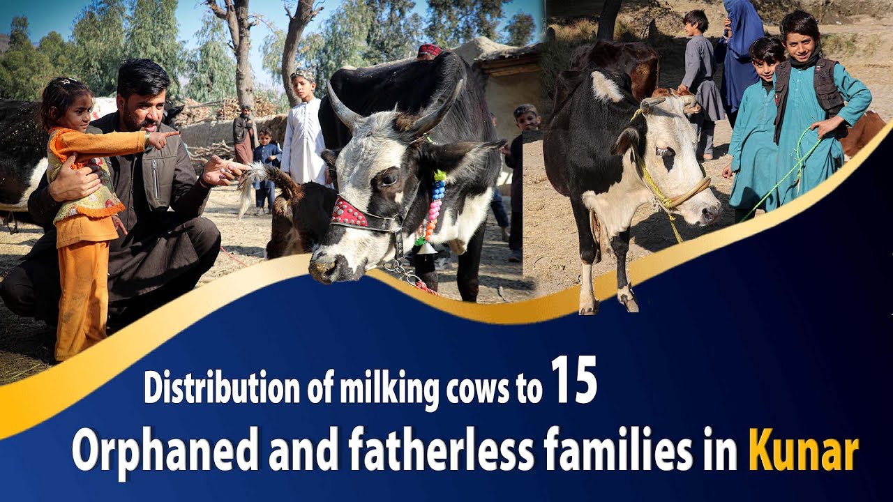 Distribution of milking cows to 15 orphaned and fatherless families in Kunar