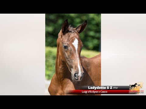 Ladydette S Z | Luigi d'Eclipse x Casco