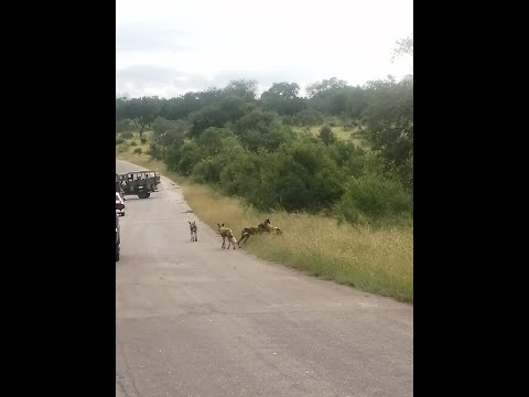 Paul Mofokeng Animal Pictures & Videos - Wild Dogs: 28 January 2022.