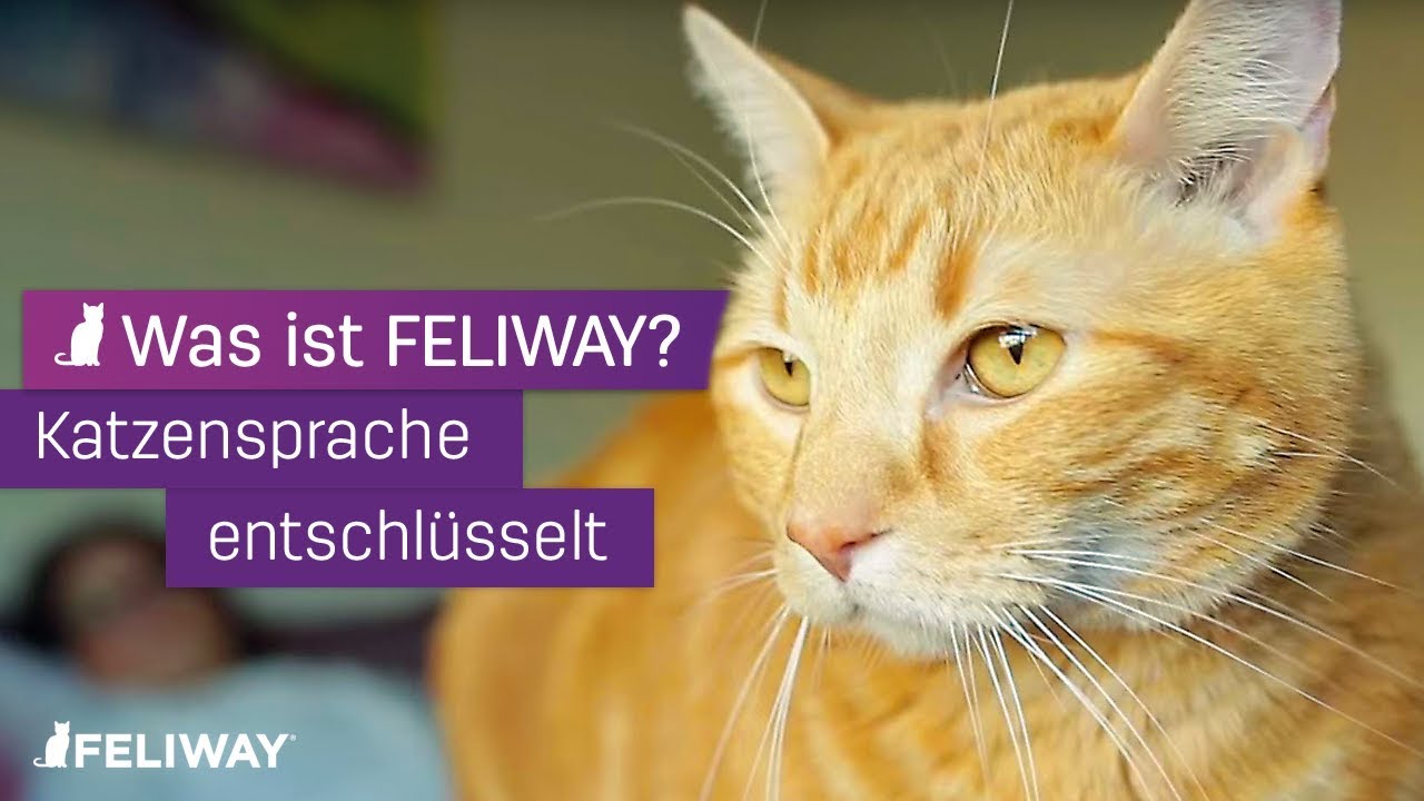 Feliway Wohlbefinden Classic Starter-Set, 48 ml