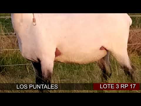 Lote 1 Ovejas en San José