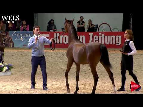 N.14 JUSTIFY KA - Wels 2018 - Yearling Colts (Class 2A)