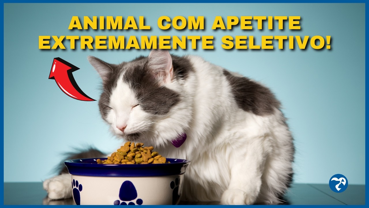 What to Do When Your Dog Doesn't Want to Eat? What to Do When Your Cat Doesn't Want to Eat?