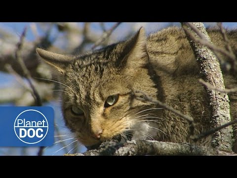 Feral Cat HD Documentary