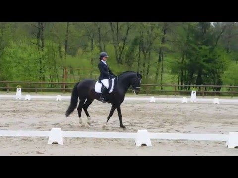 Reprise Dressage Amateur 3 Préliminaire  (D2)