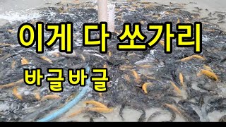 이게 다 쏘가리 바글바글