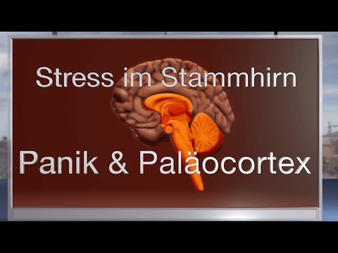 Panik und Paläocortex - Stress im Stammhirn! Neue Erkenntnisse, wirksame Therapieansätze