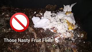 How To CONTROL Fruit Flies In Worm Compost Bin