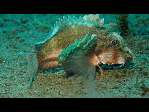 Unusual Appearance and Behavior of a Fish! | FISH with LEGS and WINGS