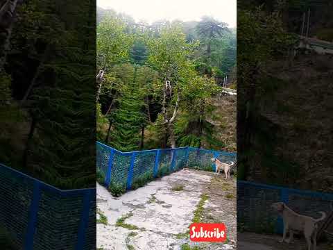 🐒🐕Langoor and Dog fight#animal lover#Comedy shorts#funny# #viral#subscribe @Pavana_Sharma