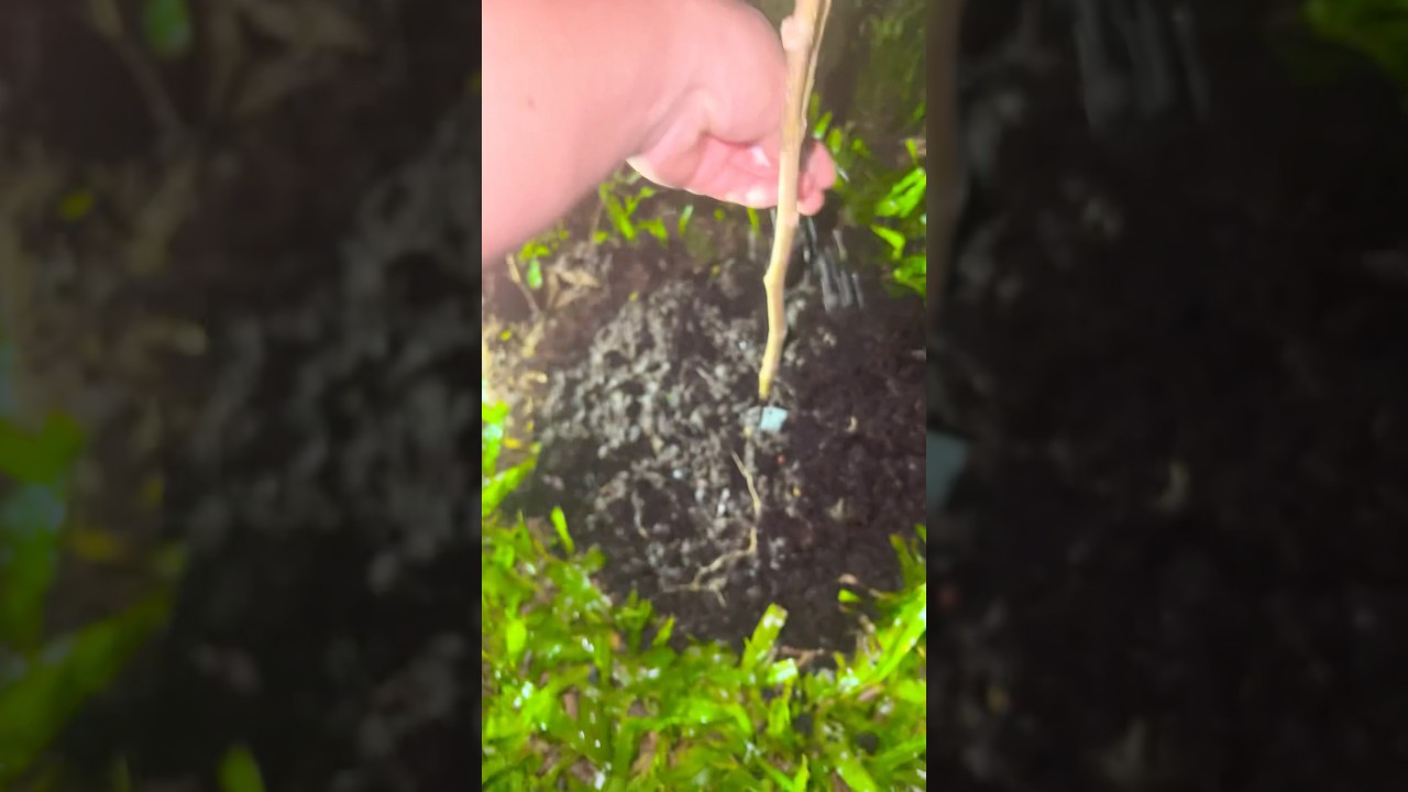 Epsom salts - magnesium sulfate