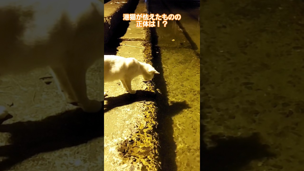 港猫が怯えたものの正体は！？