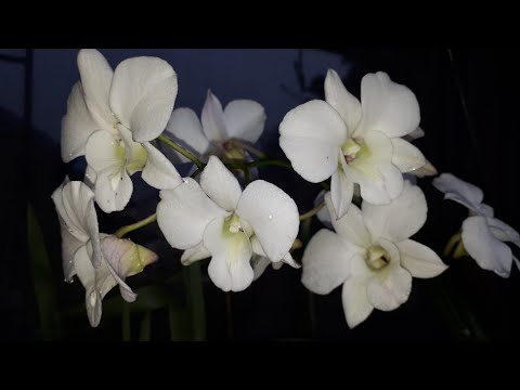 , title : 'Cum ud orhideele dendrobium phalaenopsis'