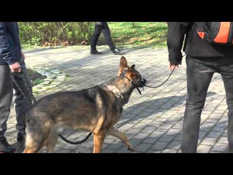 Dog with aggression towards people - behavior assessment