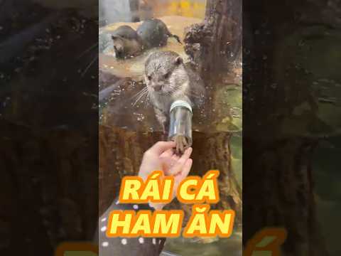 TIỂU RÁI CÁ SIU HAM ĂN