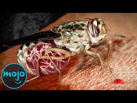 mit kell enni férgekkel a helmintákat összekeverik