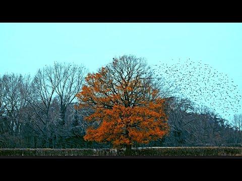 David Ciente - Ce te legeni... (Official Video)