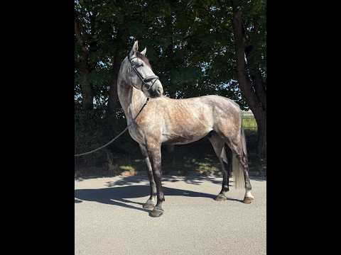 Balouga Blue ☆ (BALOUTAIRE PS x CALIGULA) - Video 4 video thumbnail