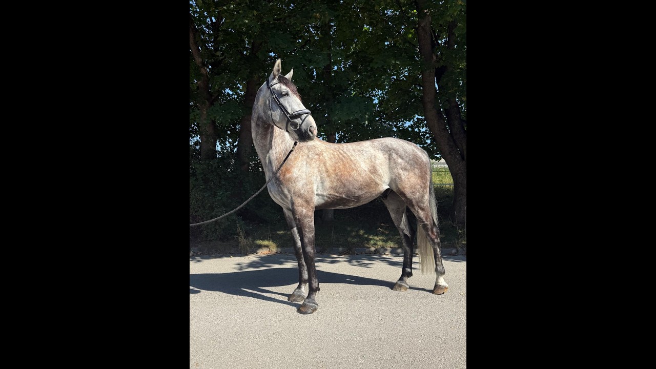 Balouga Blue ☆ (BALOUTAIRE PS x CALIGULA) video 2