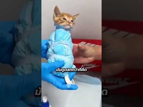 เมื่อเหล่าสัตว์ต้องเข้าเครื่องสแกน!?