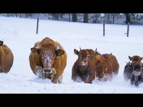 Murnauer-Werdenfelser Rinder im Winter