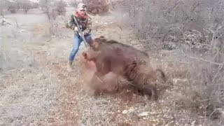 Как поймать дикого кабана без ружья