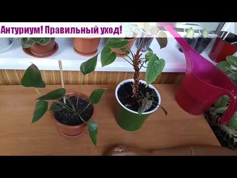 Антуриум. Как правильно ухаживать за антуриумом. Уход в домашних условиях. Мужское счастье.