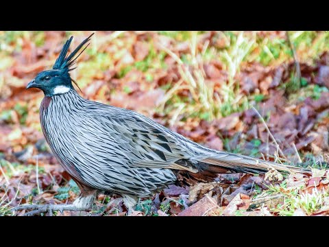 Koklass — v prirodzenom habitate