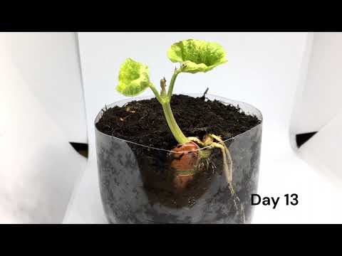 Time Lapse Borlotti Bean