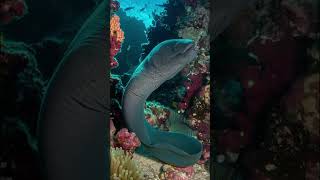 Eels are found in both freshwater and saltwater environments.#SpeciesDiversity #eelsvideo#viral