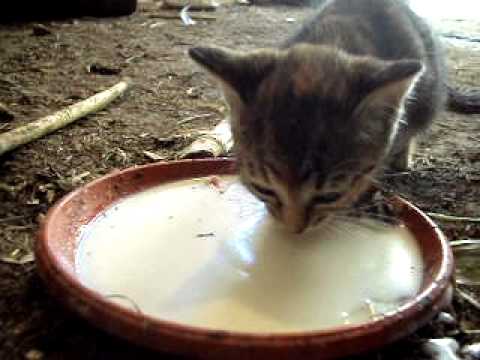 Zvonko iz Bikic Dola