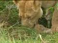 Lions Vs Buffalo BBC Wildlife