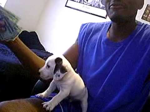 2 kool- im rich bitch (champ)