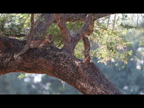 "Untamed Elegance: Exploring the World of Leopards in Zambia"