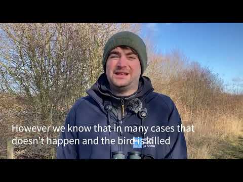 Gamekeeper caught on camera killing buzzards