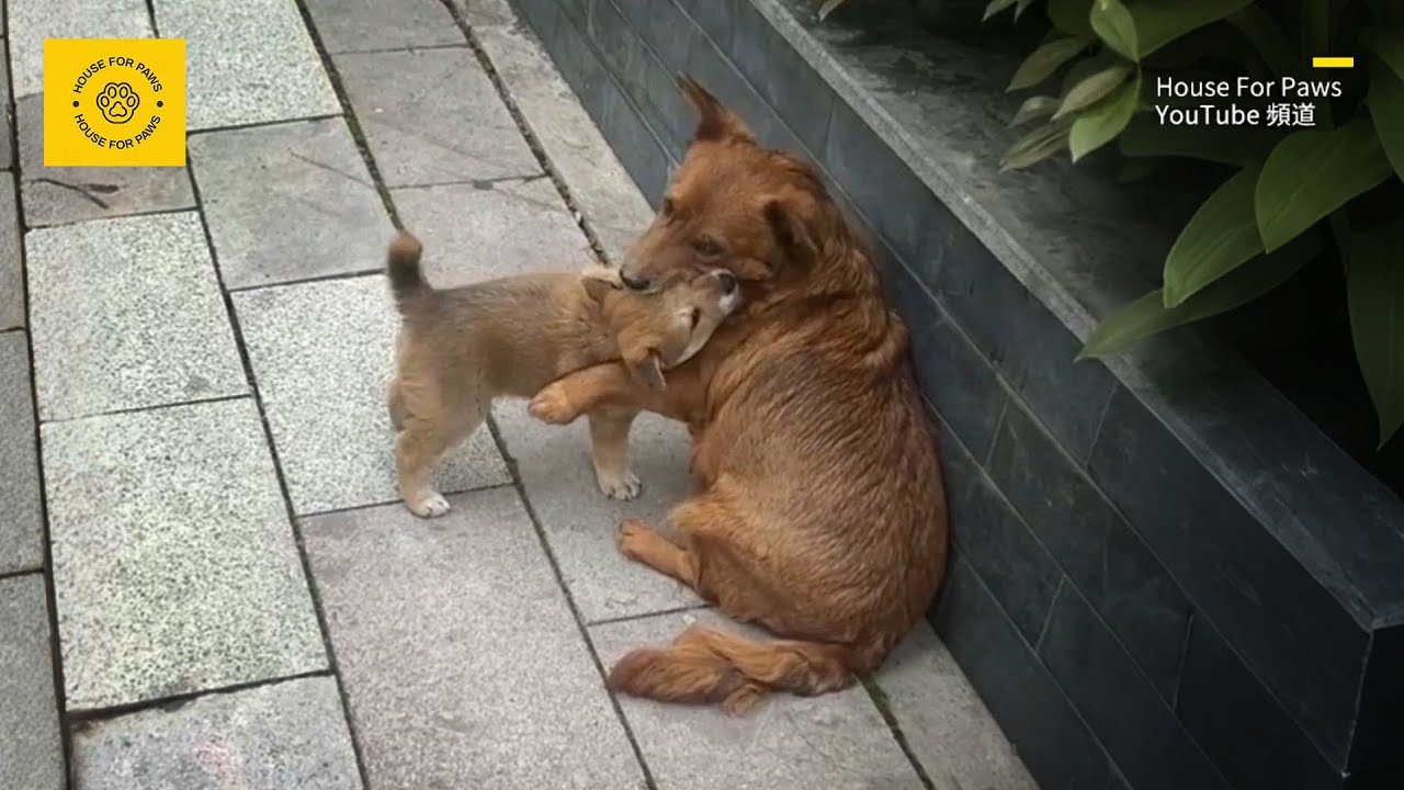 After Being Adopted, the Puppy Reunites with Its Mother, and Their Reactions Are Heart-Wrenching
