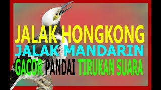 Download lagu JALAK HONGKONG GACOR - JALAK MANDARIN PANDAI TIRUKAN SUARA mp3