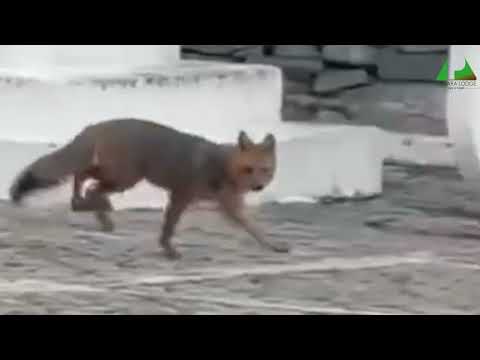 ZORRO DE PÁRAMO EN EL CAMPUS DE LA UTN IBARRA | IMBABURA | TURISMO TAYTA IMBABURA PUKARA LODGE