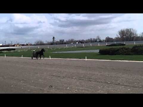 Standardbreds at Raceway Park in Toledo for morning training.