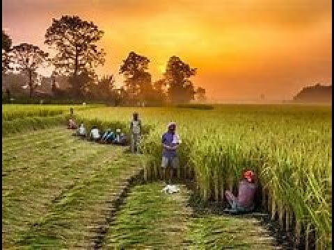 Schulprojekt: Die Grüne Revolution