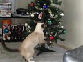 Gato vs. Arbol de Navidad