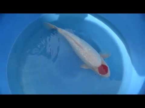 Kodama Koi, Ginrin Tancho