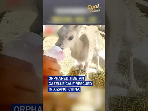 Orphaned Tibetan gazelle calf rescued in Xizang, China #coolchina