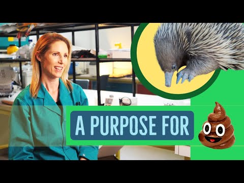 A Purpose for Poo | Understanding Echidna Reproduction for Conservation Efforts