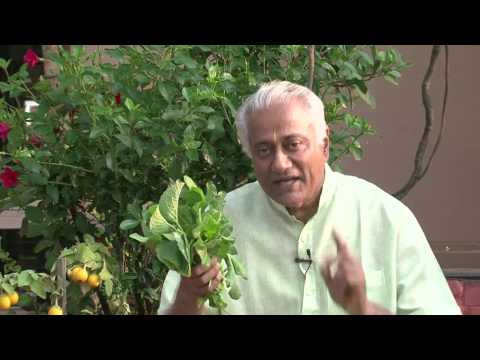 Vishwapriya Urban Permaculture Film